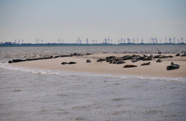 Bb8f900e c164 4945 92f2 647d20fce644 seals wind farm shutterstock 2068164299 f44a90bd 600x390